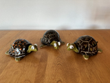 Hollow turtles (various glaze combinations)